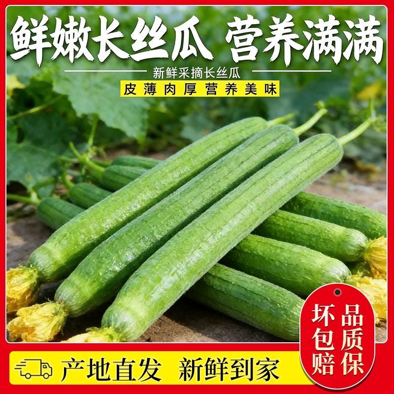 山东莘县原产地丝瓜，一手货源现货直发，代发全国