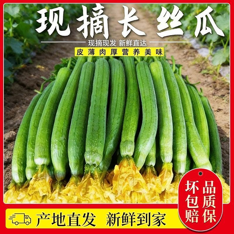 山东莘县原产地丝瓜，一手货源现货直发，代发全国