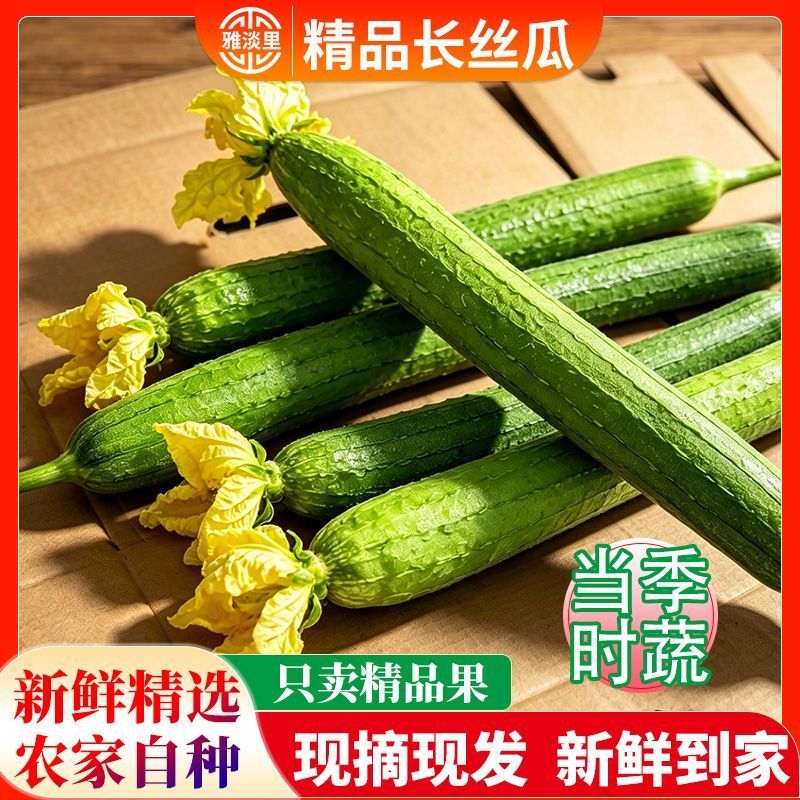 山东莘县原产地丝瓜，一手货源现货直发，代发全国