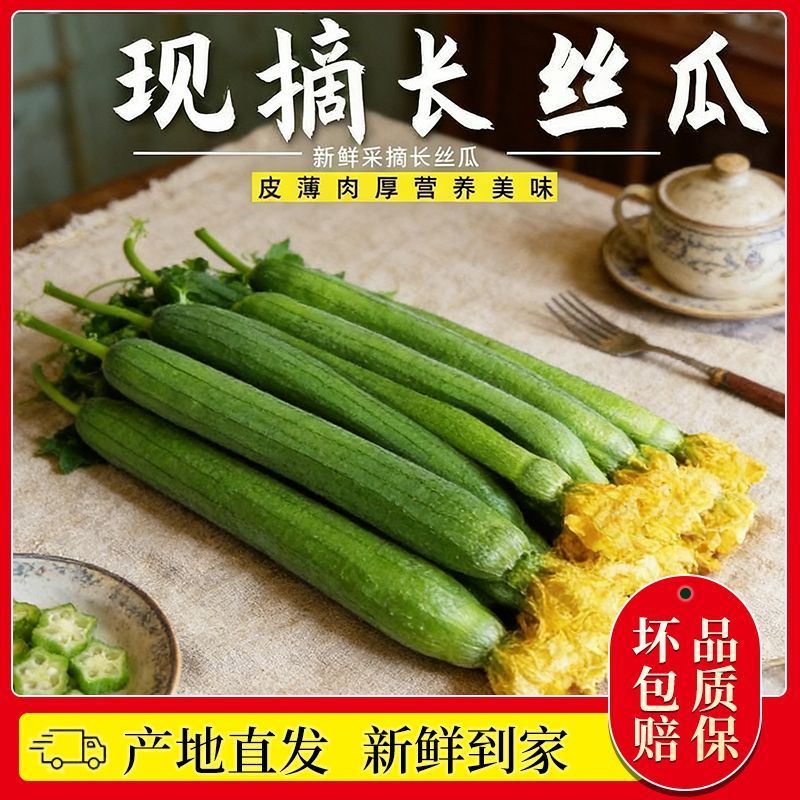 山东莘县原产地丝瓜，一手货源现货直发，代发全国