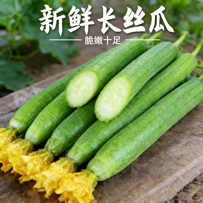 山东莘县原产地丝瓜，一手货源现货直发，代发全国