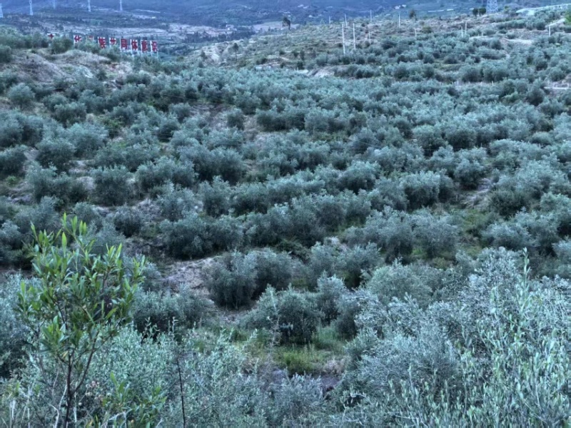茂格纯正***橄榄油