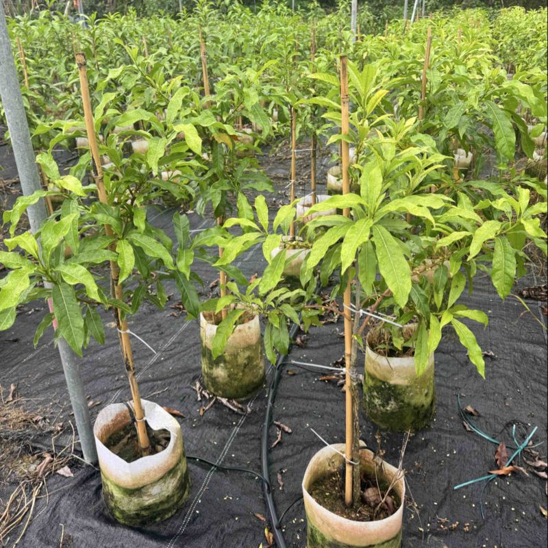 精选黄晶果苗广东苗圃直供质量保证全国发货欢迎订购