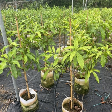 精选黄晶果苗广东苗圃直供质量保证全国发货欢迎订购