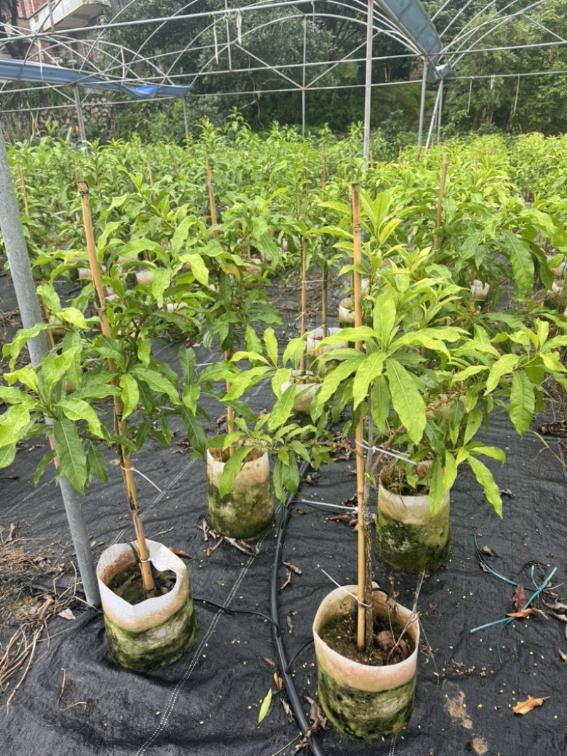 精选黄晶果苗广东苗圃直供质量保证全国发货欢迎订购