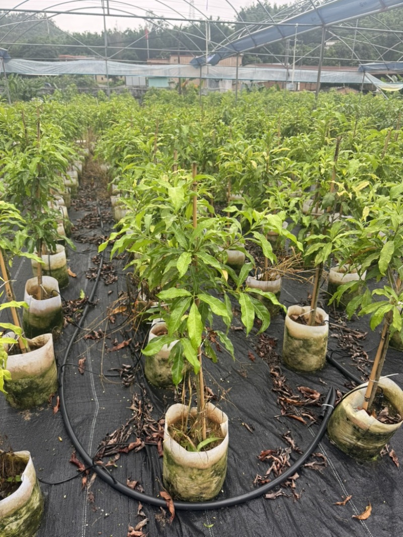 精选黄晶果苗广东苗圃直供质量保证全国发货欢迎订购