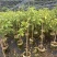 精选黄晶果苗广东苗圃直供质量保证全国发货欢迎订购