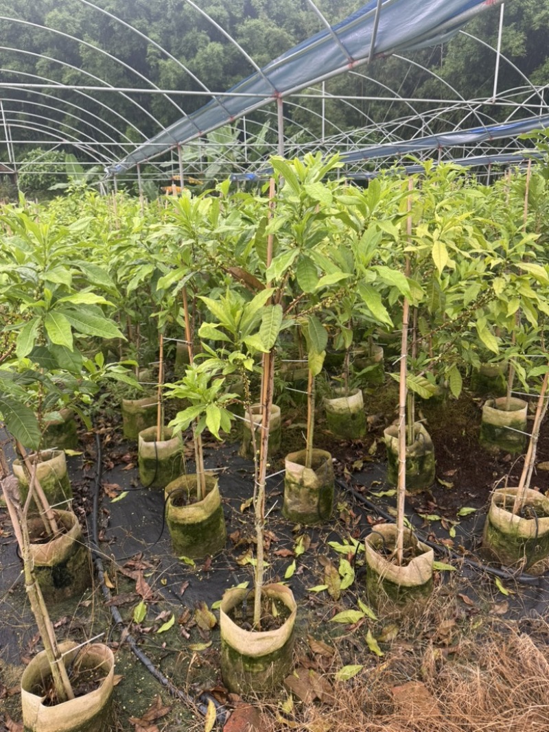 精选黄晶果苗广东苗圃直供质量保证全国发货欢迎订购