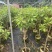 精选黄晶果苗广东苗圃直供质量保证全国发货欢迎订购