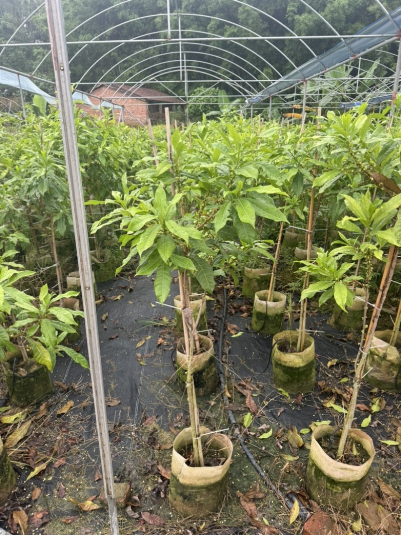 精选黄晶果苗广东苗圃直供质量保证全国发货欢迎订购