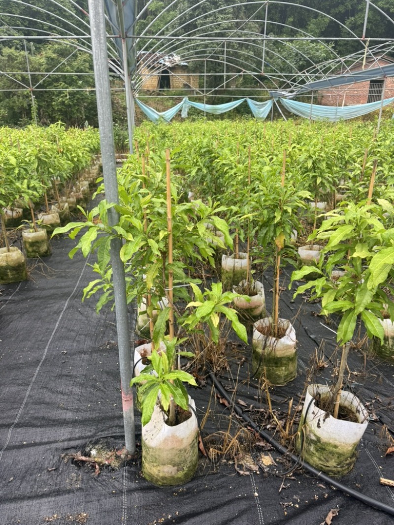精选黄晶果苗广东苗圃直供质量保证全国发货欢迎订购