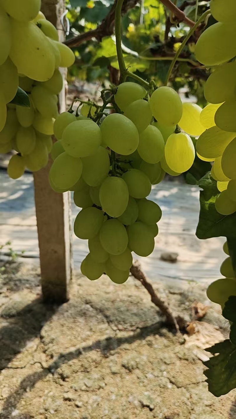 维多利亚葡萄河北葡萄现摘现发规格齐全电联可视频看