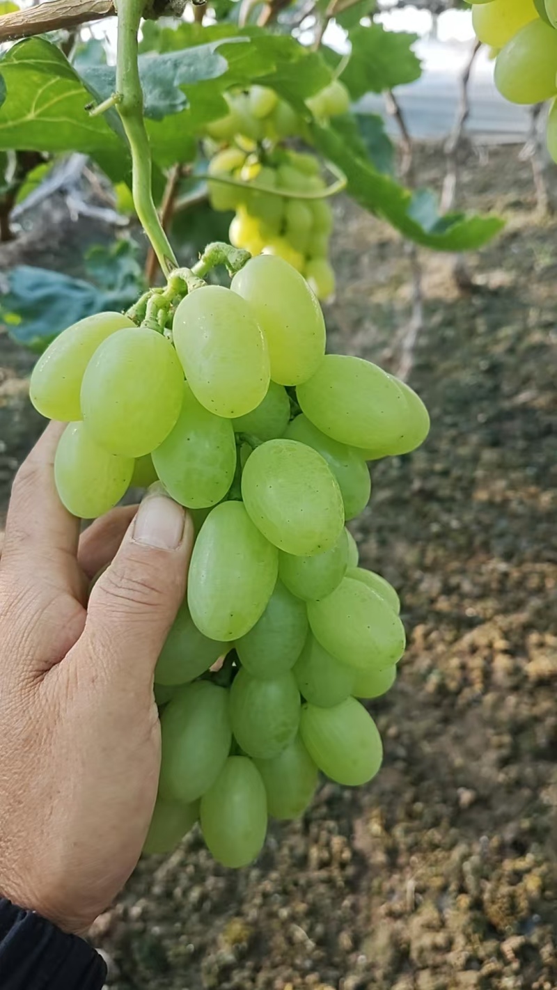 维多利亚葡萄河北葡萄现摘现发规格齐全电联可视频看