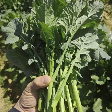 板蓝根青菜（崧油一号）