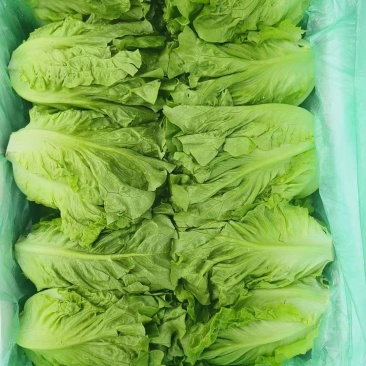 生菜