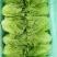 生菜