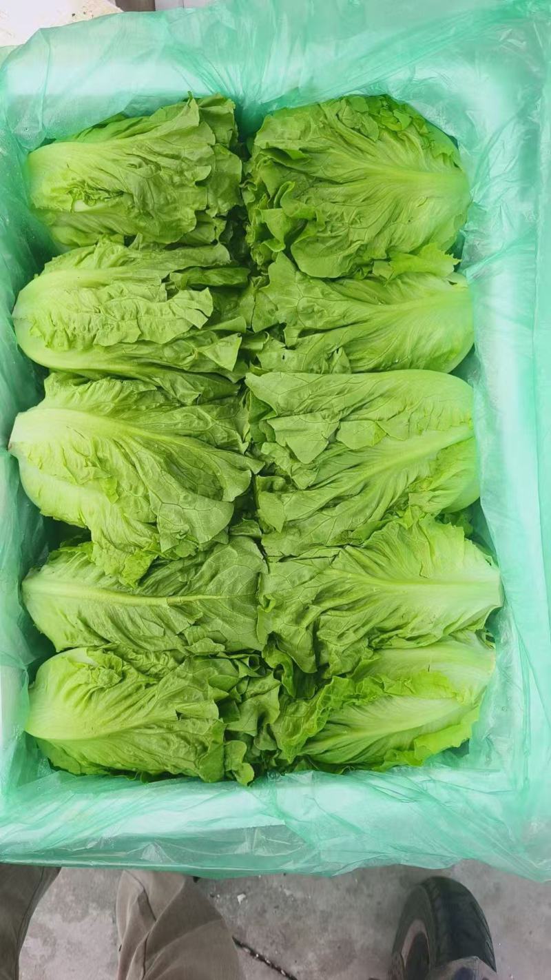 生菜