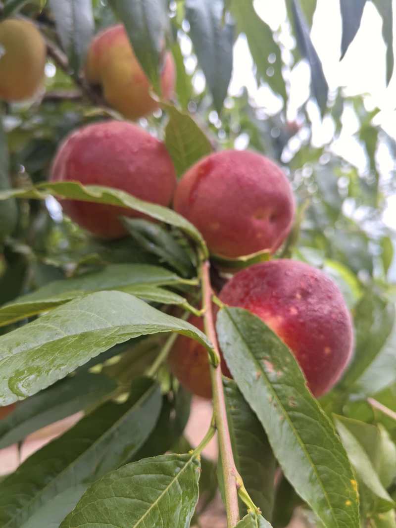 早熟黄桃