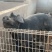 生态养殖黑土猪出售