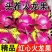 51688红心火龙果一件代发