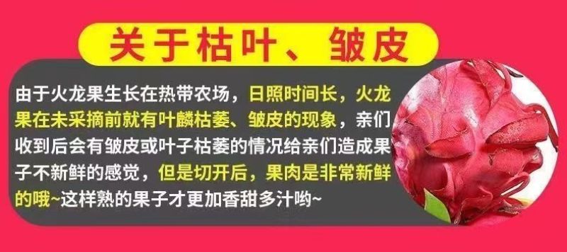 51688红心火龙果一件代发