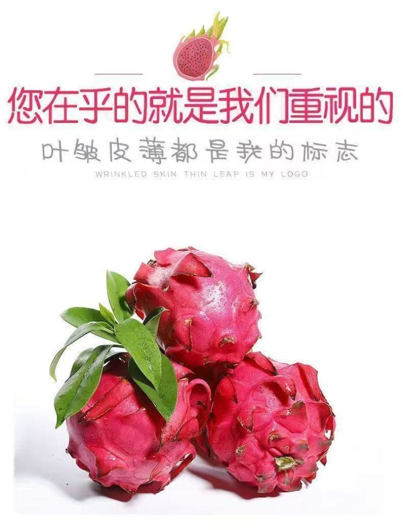 51688红心火龙果一件代发