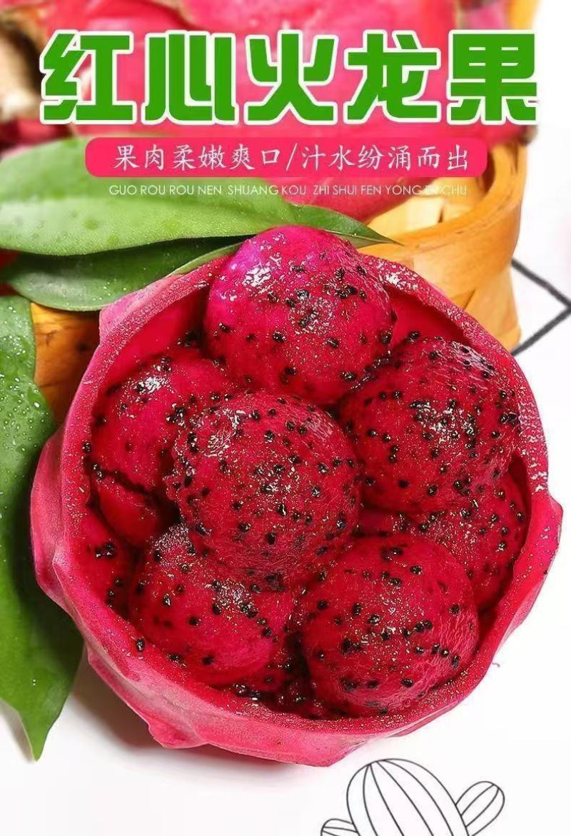 51688红心火龙果一件代发