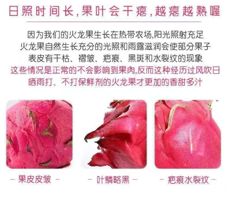 51688红心火龙果一件代发