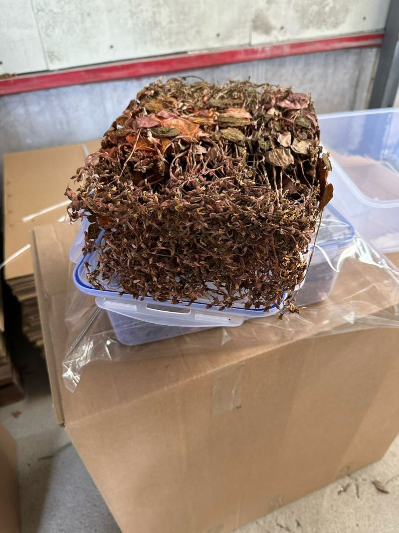 开花金线莲干品
