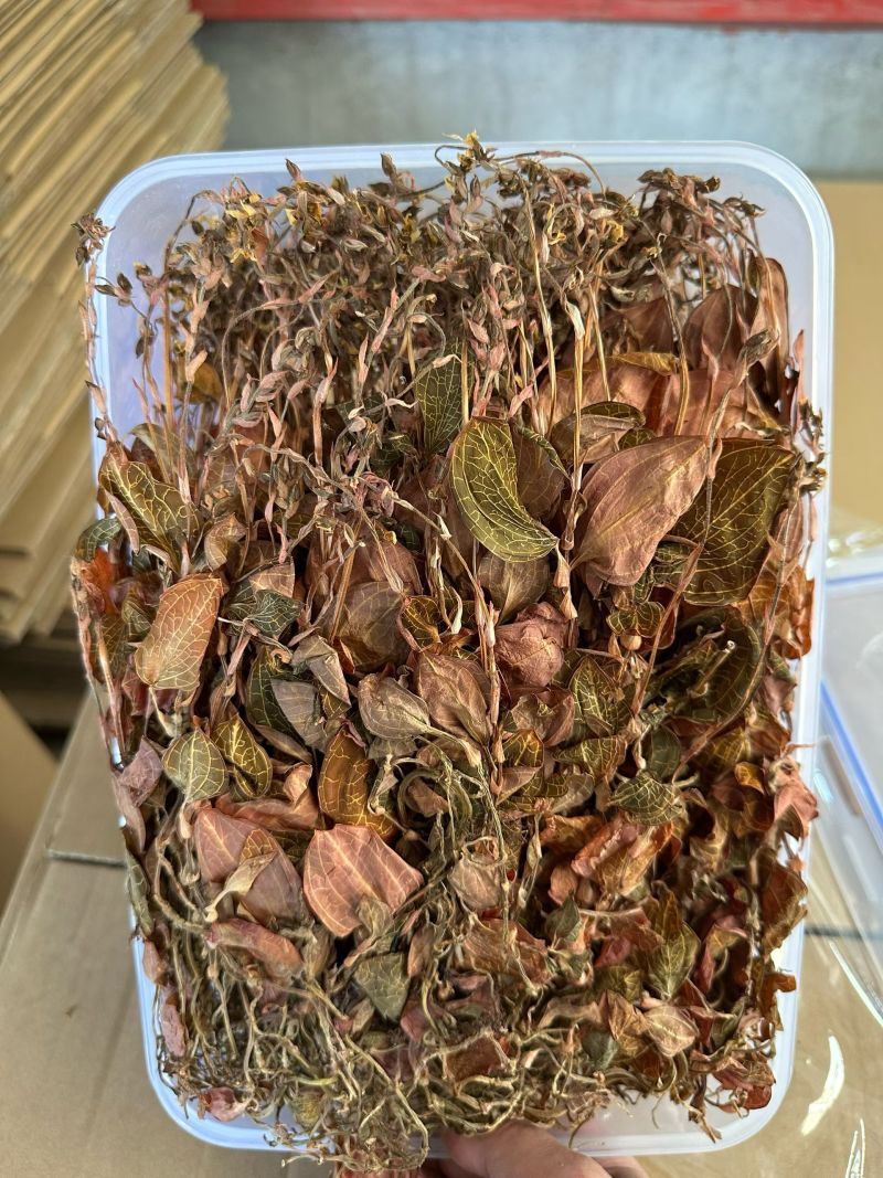 开花金线莲干品