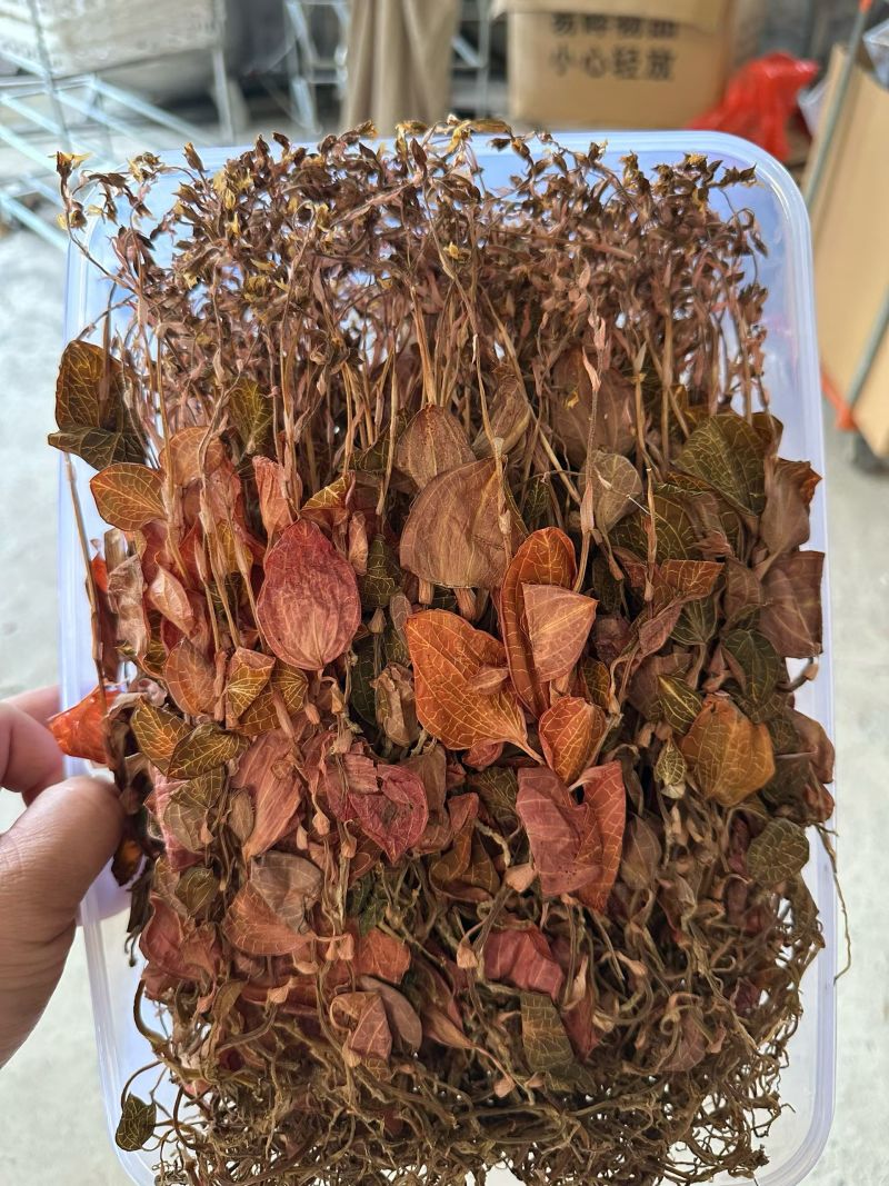 开花金线莲干品