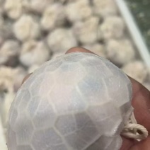 手工肚包牛羊肉，品质有保障，价格实惠欢迎咨询下单