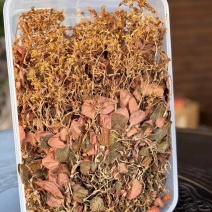 开花金线莲干品