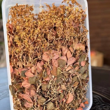 开花金线莲干品