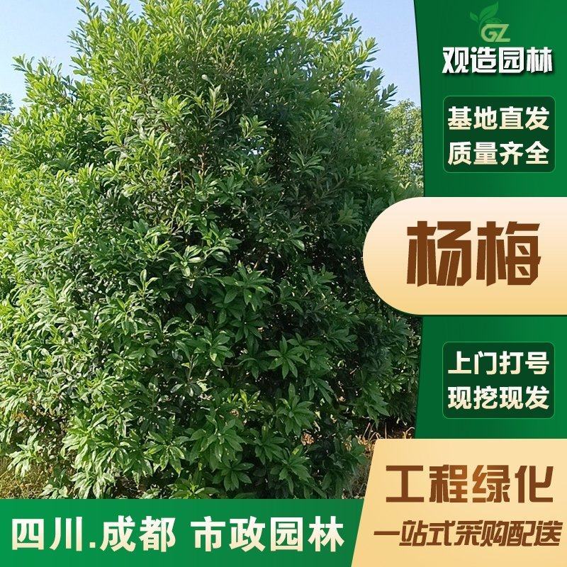 工程绿化杨梅苗四季常青景观树四川庭院厂区公园种植