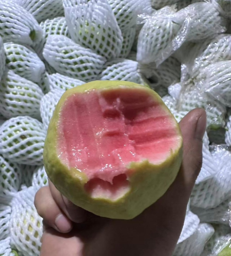 福建精品番石榴红心芭乐产地一手货源量大从优