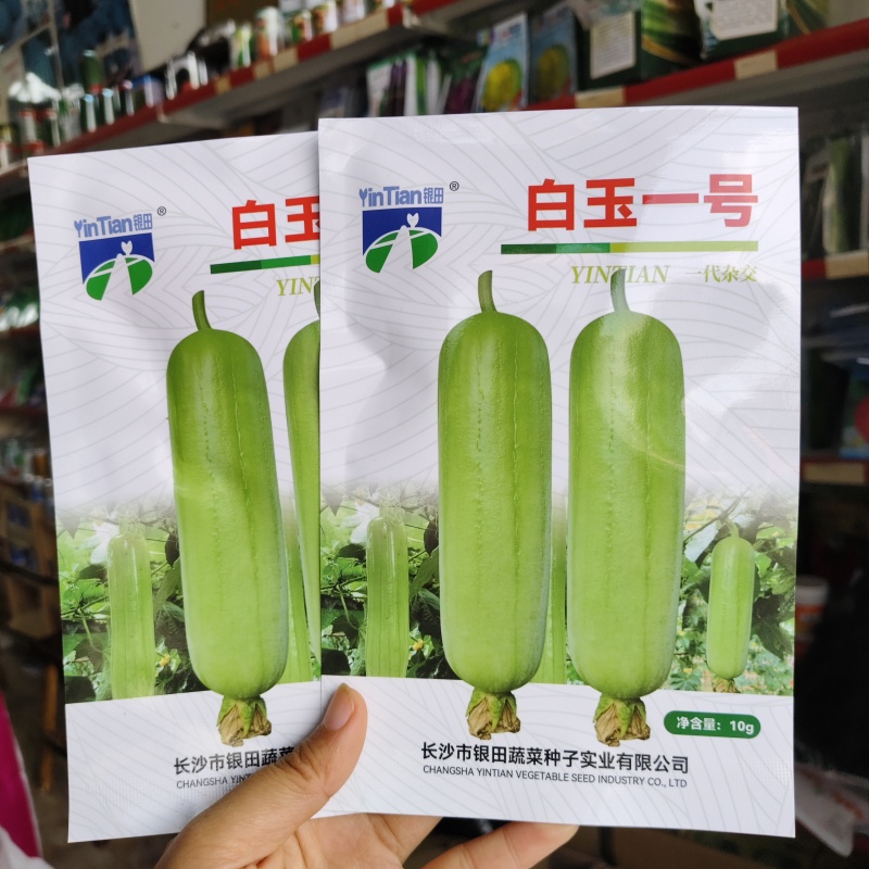 银田牌白玉一号丝瓜种子短棒形早熟白皮丝瓜种籽瓜香微甜
