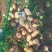 周口黄心土豆已上市，供应各大商超，电商，市场