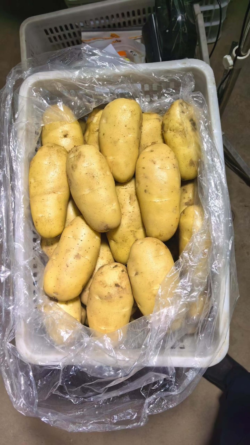 周口黄心土豆已上市，供应各大商超，电商，市场