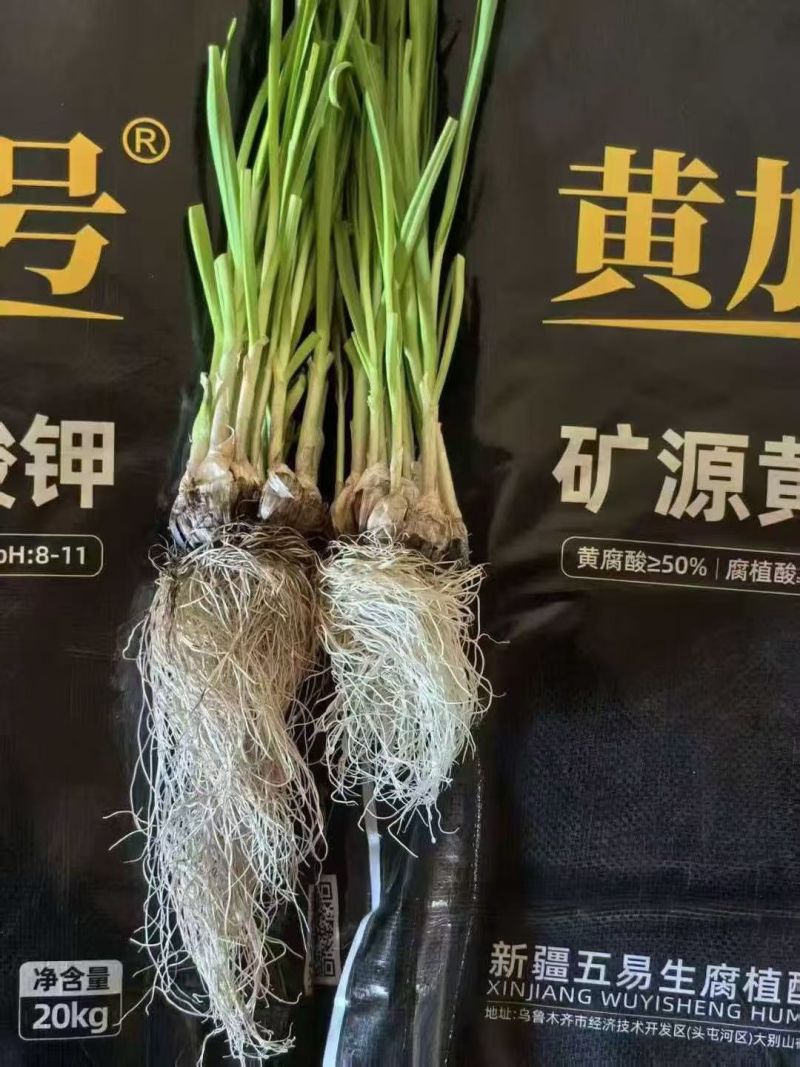 新疆五易生黄加一号矿源黄腐酸钾原料包