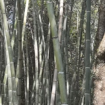 各种规格黄金竹，竹竿，自己公司两万亩竹林自采自销。