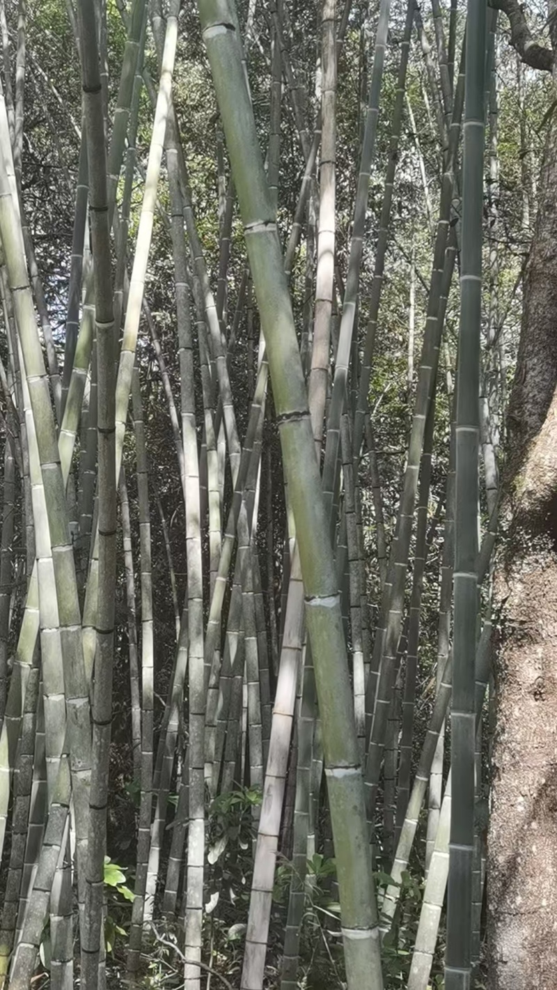 各种规格黄金竹，竹竿，自己公司两万亩竹林自采自销。