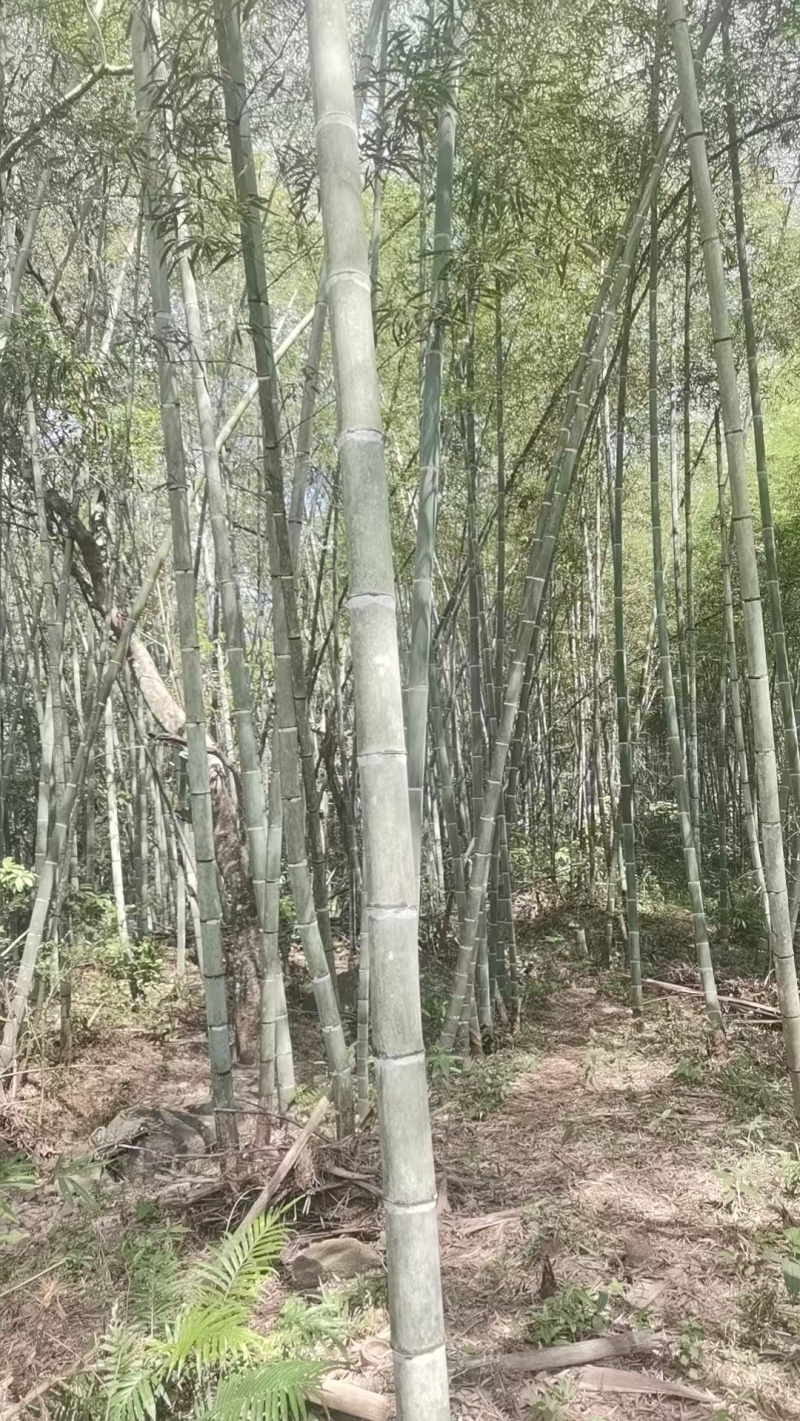 各种规格黄金竹，竹竿，自己公司两万亩竹林自采自销。