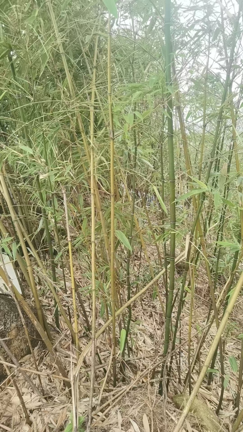 各种规格黄金竹，竹竿，自己公司两万亩竹林自采自销。