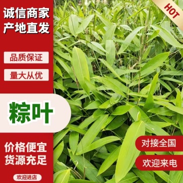 江西吉安鲜粽叶，箬叶，大量供应量大从优欢迎采购
