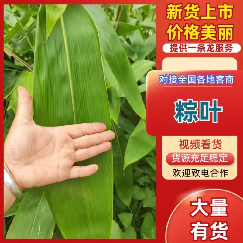 江西吉安鲜粽叶，大量供应量大从优欢迎采购