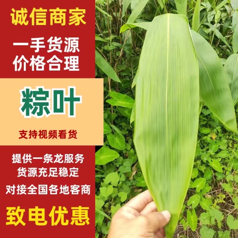 江西吉安鲜粽叶，大量供应量大从优欢迎采购