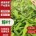 江西吉安鲜粽叶，大量供应量大从优欢迎采购