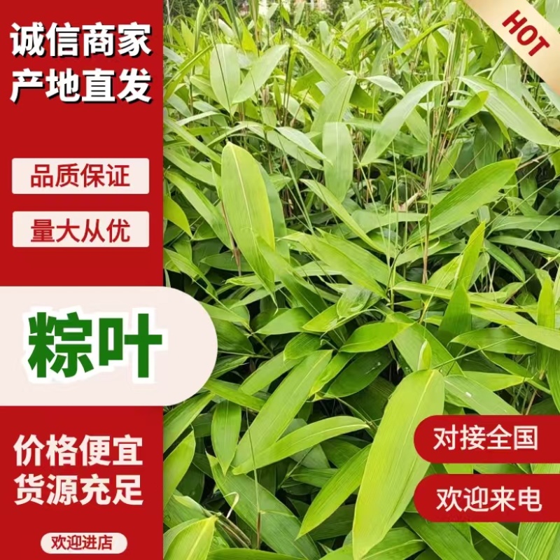 江西吉安鲜粽叶，大量供应量大从优欢迎采购