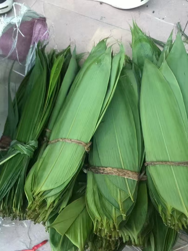 江西吉安鲜粽叶，大量供应量大从优欢迎采购
